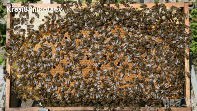 Пчелни отводки 