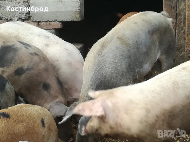 ПРАСЕТА 100 -150 КИЛА. АКЦИЯ  , снимка 2 - Прасета - 56078408