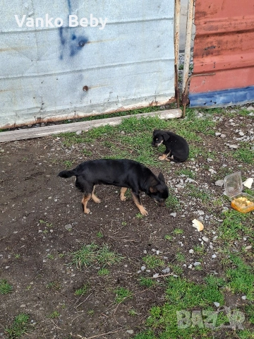 продава се малък пинчер на 3 месеца, снимка 2 - Пинчер - 53620424