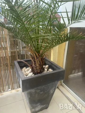 Растение ЮКА, кактус, алое вера, палма , снимка 6 - Стайни растения - 50024218