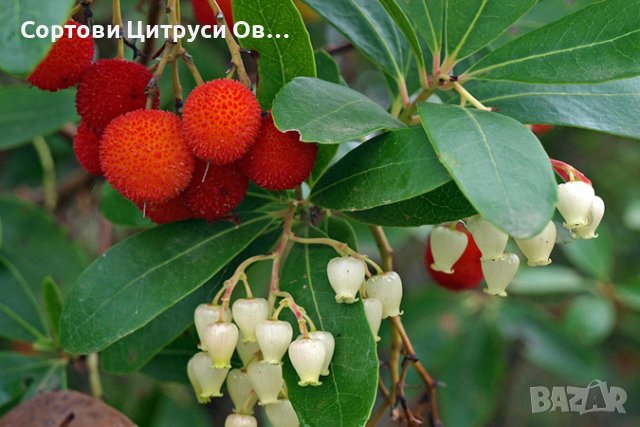 Ягодово Дърво Кумарка Arbutus Unedo, снимка 1 - Градински цветя и растения - 40739072