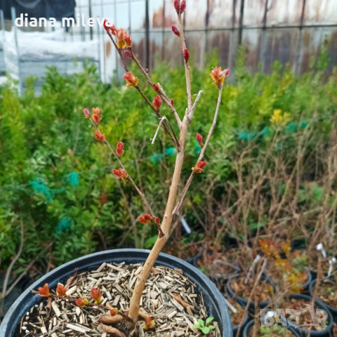  Индийски Люляк, Lagerstroemia indica  Magnifica Rosea, снимка 8 - Градински цветя и растения - 44694455