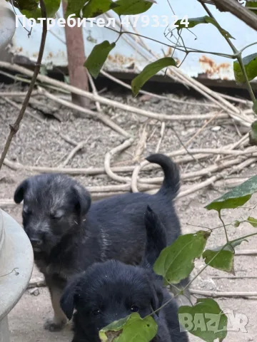 Подарявам кученца на 1 месец, снимка 3 - Други - 55767687