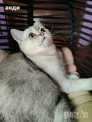 мъжко коте шотландска сребърна чинчила на 7 месеца , снимка 2 - Британска късокосместа - 53838473