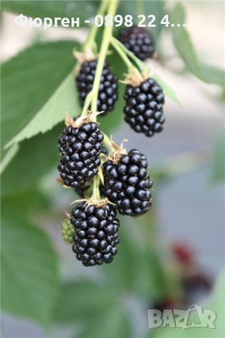 Къпина хималая  (Rubus Himalaya), снимка 3 - Градински цветя и растения - 42222319