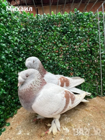 Мардини/ Турски, снимка 12 - Гълъби - 53406807
