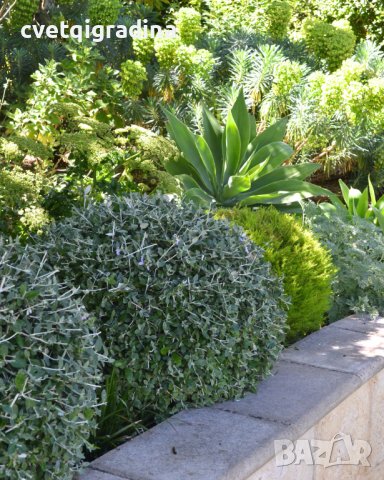 Teucrium fruticans (Теукриум), снимка 3 - Градински цветя и растения - 39789285
