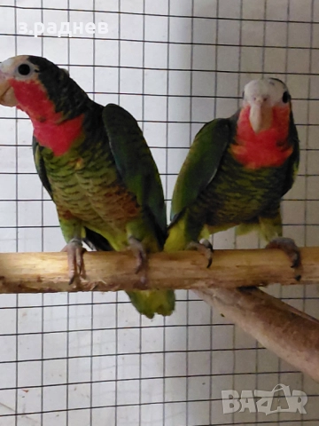Кубинска амазана двойка, снимка 3 - Папагали - 52127757