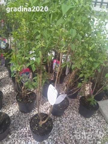 Люляк / Lilac, снимка 6 - Разсади - 51517423