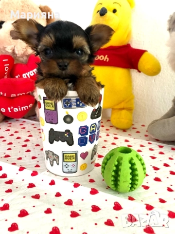 Йоркширски териер-Мини йорки, снимка 2 - Йоркширски териер - 52855047