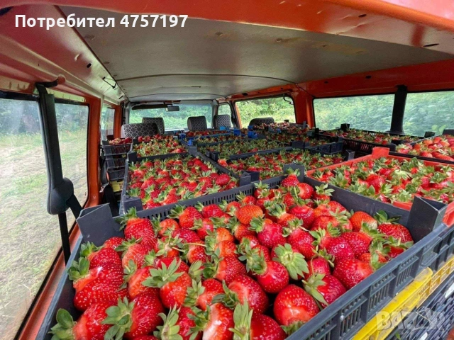 Расад ягоди и малини, снимка 5 - Разсади - 53748390