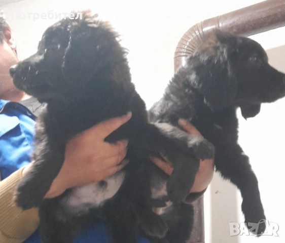 кученца кокер___, снимка 2 - Други - 53616628