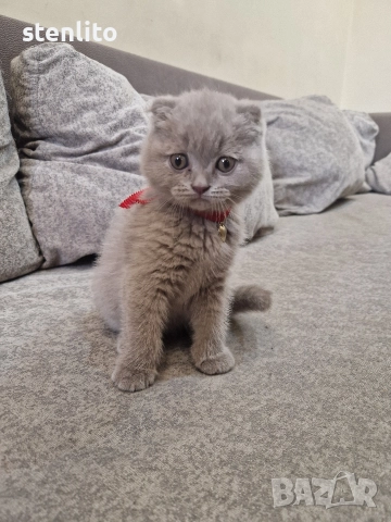 Шотландски клепоухи котенца , снимка 11 - Британска късокосместа - 39110730