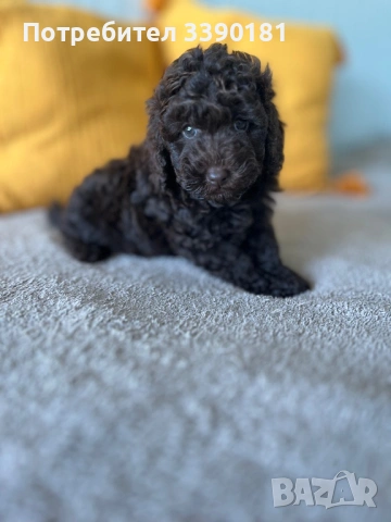 Шоколадово мини пуделче, снимка 6 - Пудели - 53269475