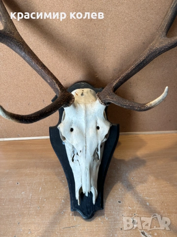 ловен трофей рога от Благороден елен, снимка 2 - Антикварни и старинни предмети - 53802921