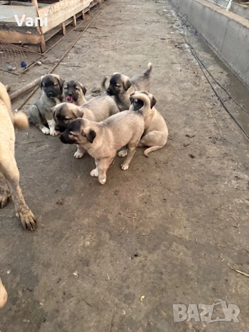 Кангалчета чистокръвни , снимка 3 - Кангал - 53735643