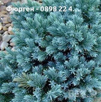 Хвойна Синя звезда - Juniperus squamata Blue Star, снимка 2 - Разсади - 41981950