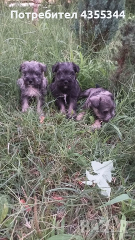 Цвергшнауцер, снимка 1