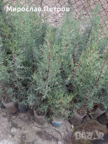 Дърво кипарѝс (Cupressus sempervirens), снимка 8 - Разсади - 40621758