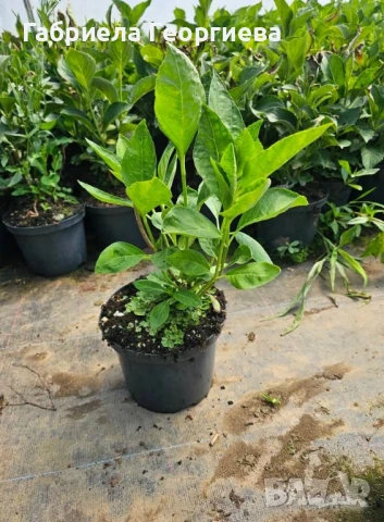 Хортензия за сянка , снимка 3 - Градински цветя и растения - 50569391