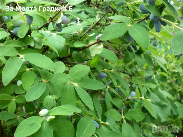 Лоницера Камчатка - Lonicera , снимка 4 - Градински цветя и растения - 49765585