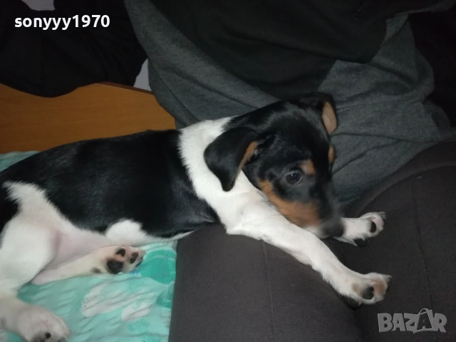 АЗ СЪМ КИКИ ОТ ВИДИН-ДЖАК НА 3 МЕСЕЦА-ВАШЕТО КОЛЕДНО КУТРЕ 3011251706, снимка 10 - Джак ръсел териер - 52594050
