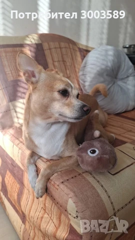 Куче за разплод, снимка 1