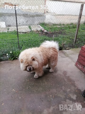 Мъжко Чау Чау за разплод в Чау Чау в гр. Добрич - ID41964980 — Bazar.bg