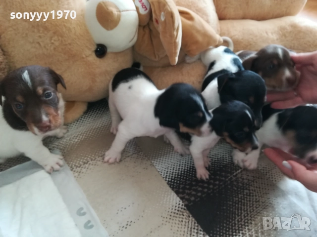 ДЖАК РЪСЕЛ-250ЛВ ЗА КУТРЕ 2409251049, снимка 4 - Джак ръсел териер - 51817566