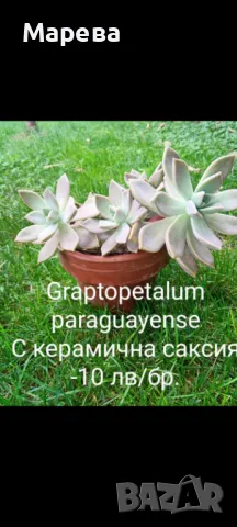 Цветя микс,външни основно и някои вътрешни. Цени на снимки , снимка 11 - Други - 47358248