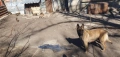 Белгийска овчарка, снимка 4