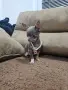 Чихуахуа чихуа хуа, снимка 6