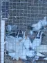 гълаби различни видове., снимка 2