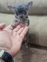 Чихуахуа чихуа хуа, снимка 7