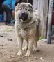 Кавказка овчарка семейство , снимка 2