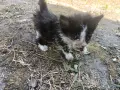 СПЕШНО! Котета търсят приемен или постоянен дом, снимка 3