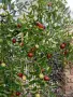 Продавам едроплоден хинап, снимка 1