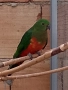 кралски папагал-женска, снимка 4