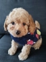 Мини/той пудел момченце, снимка 3