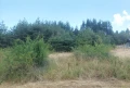 Парцел град Батак  местност Друма , снимка 2
