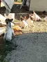 Бебета френски булдог , снимка 3