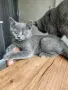 Британски късокосмести котета, снимка 6