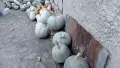 Продавам Бели тикви, снимка 5