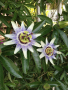 Пасифлора, Passiflora caerulea, снимка 1 - Градински цветя и растения - 44797301