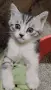 Подарявам котенца, снимка 2