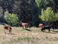 свободни телета за клане и гледане , снимка 1