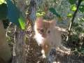 подарявам малки котенца, снимка 6