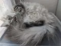 Мъжки котарак за Разплод, снимка 4