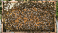 Отводки 2024г., снимка 1 - За пчели - 44826524