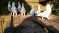 гълъби сатинети елитни , снимка 2